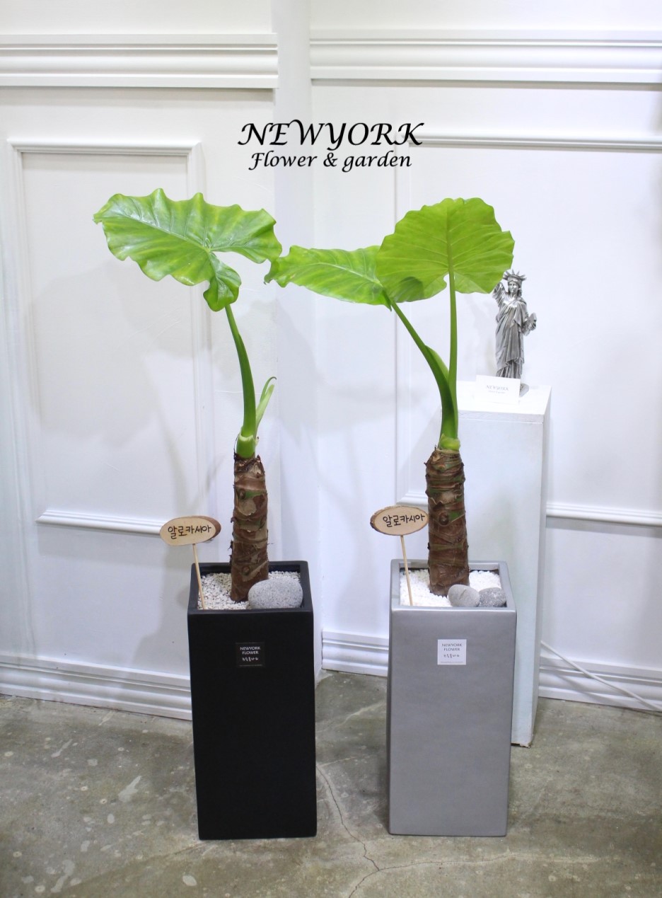 3034831955_1zykUqIh_37b8a587157f505b0016ef758775116f3c15c273.jpg 이미지크게보기