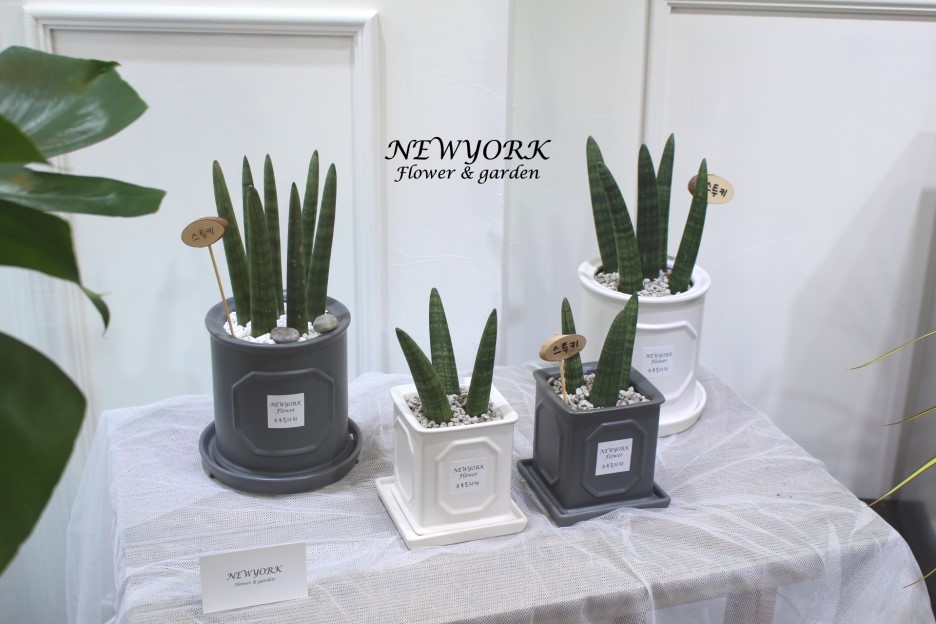 3034831955_Fg5ZyAjK_ebd90d06c5ac693b0b9e57dc503f2cadd7124dc3.jpg 이미지크게보기
