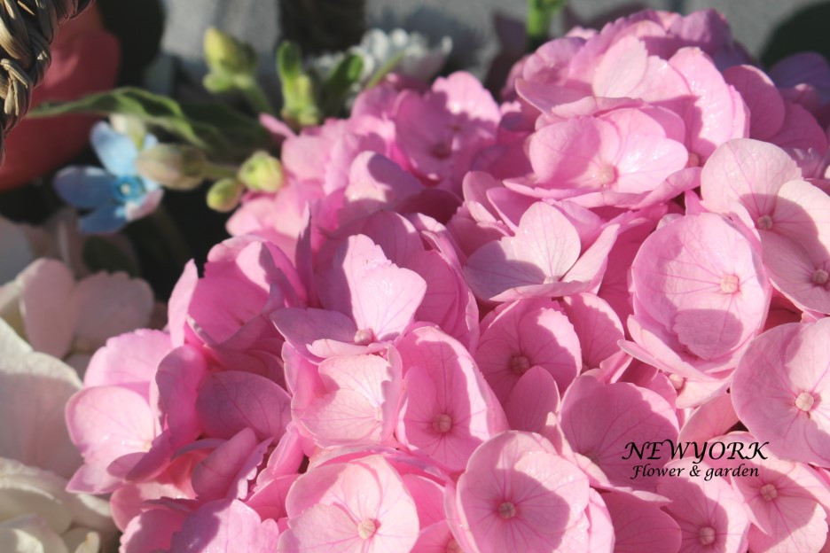 237354179_RSocZXiG_9682fc731d50542fbbd336fa286754ee8913ee01.jpg 이미지크게보기