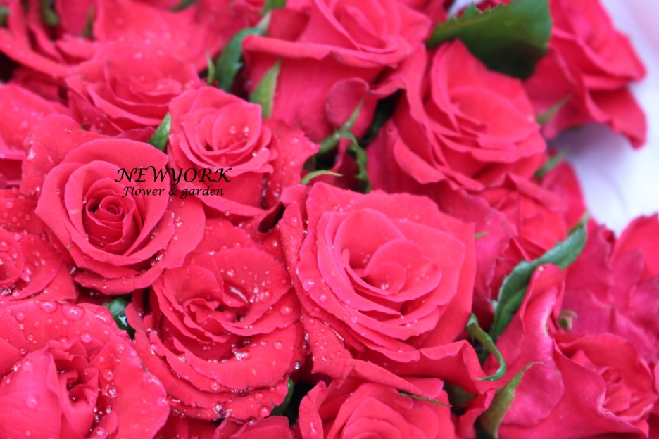 237354179_DxvnOtLC_a3b13870aac686fac2011c0da8ff483e8bb4ee60.jpg 이미지크게보기
