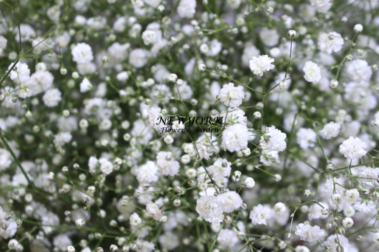 3067863498_l538bDOJ_282d2871f7e657cbb30845d06a4e57867032b6dd.jpg 이미지크게보기