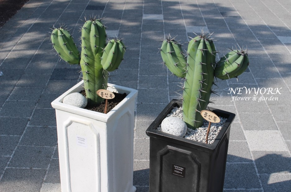 237354136_xStC0ce7_f48b16d72d18b1b25d2fbb638239881d0646ebdf.png 이미지크게보기